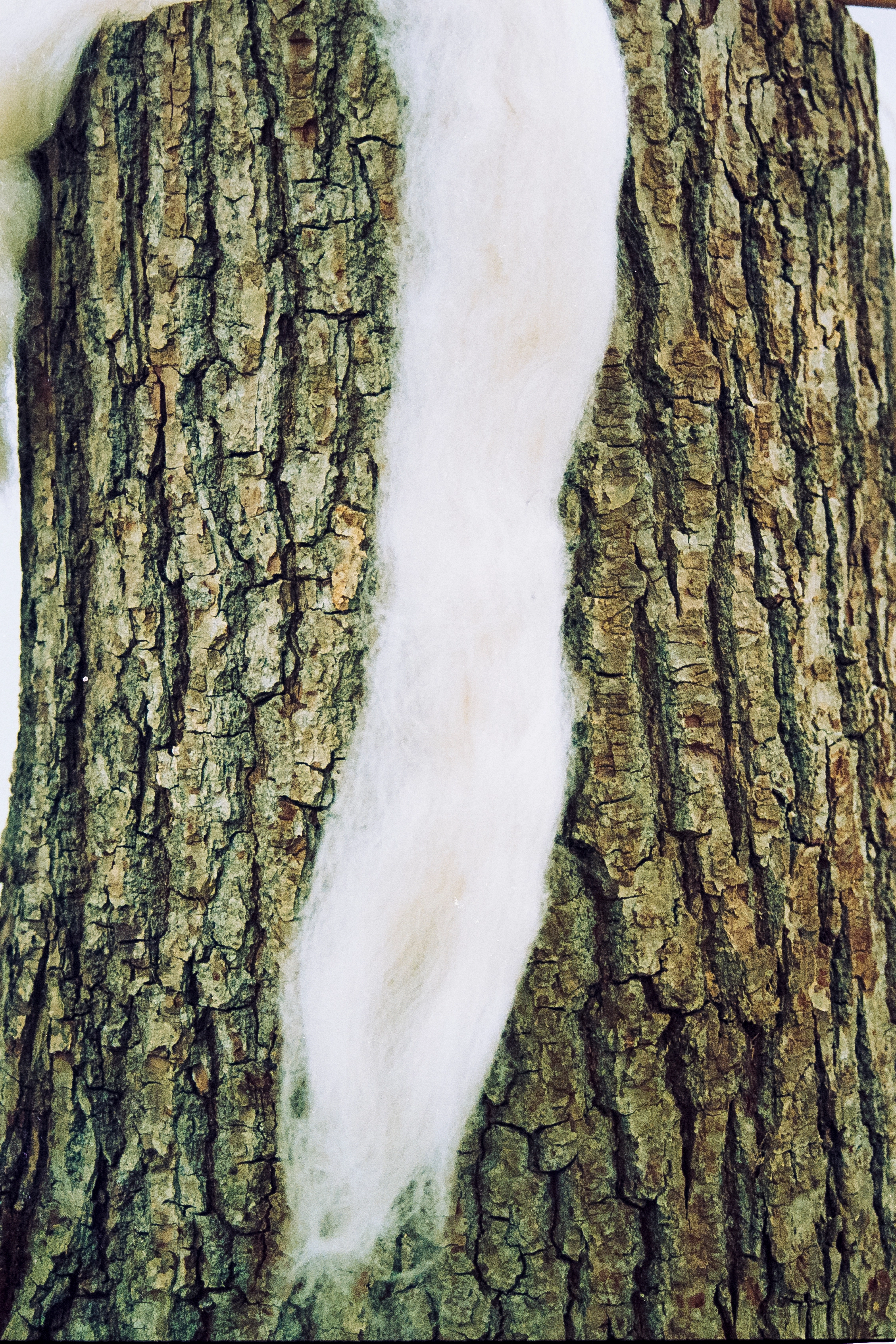 Close-up of tree bark with a strip of raw white wool draped down it.